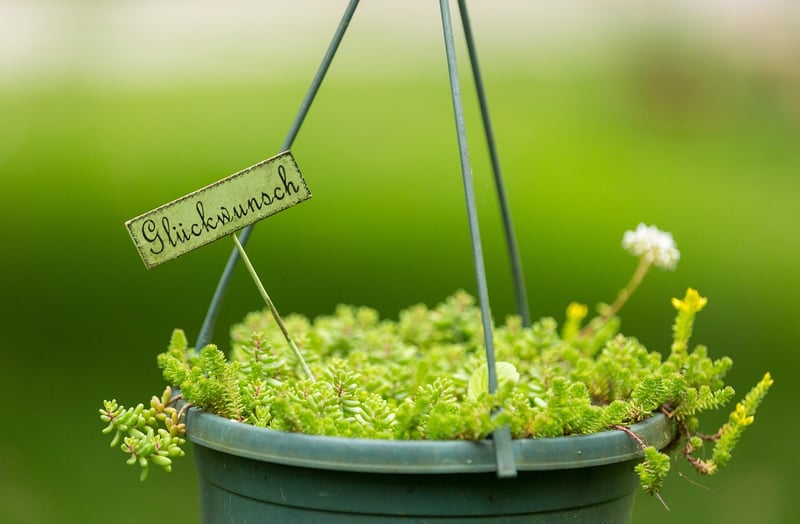Hanging Plant Pots