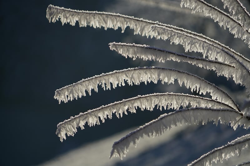 Winter Snowflake